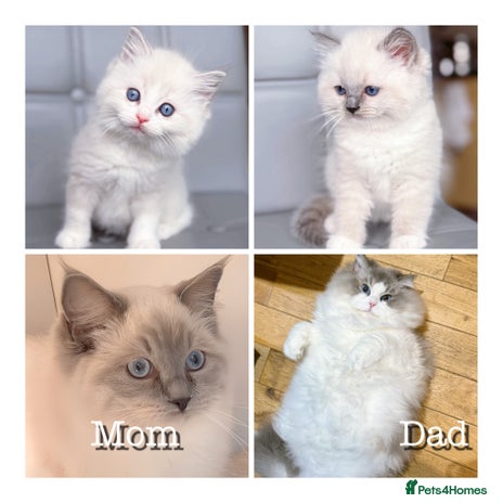 Ragdoll cats DNA Tested TICA registered Ragdoll Kittens Female - Advert 4