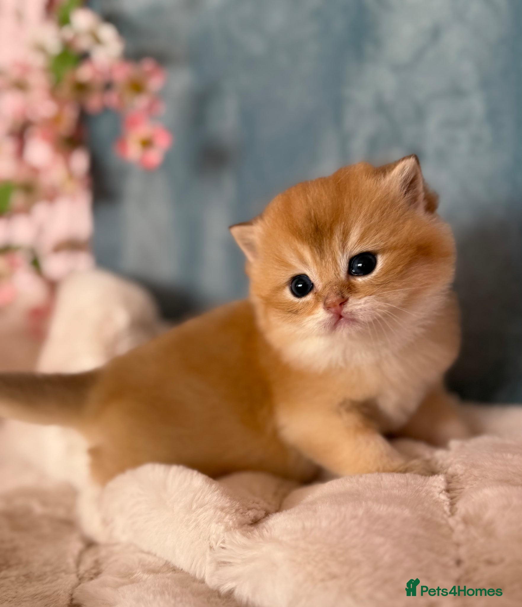 British Shorthair cats Golden British Shorthair Kittens – Reservation - Advert 1