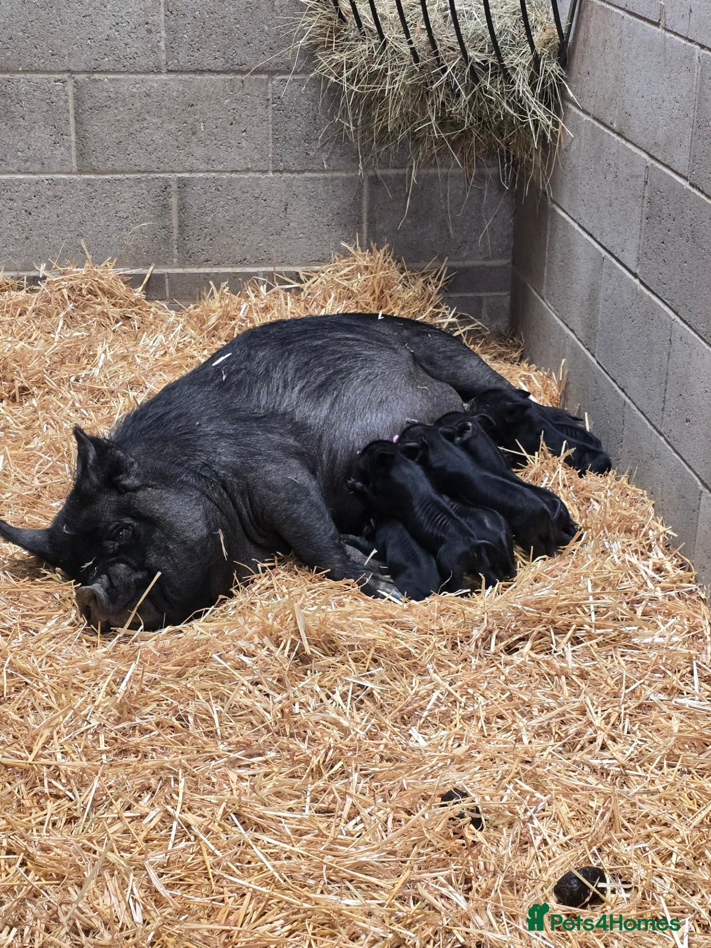 Pig livestock Kunekune piglets - Advert 2
