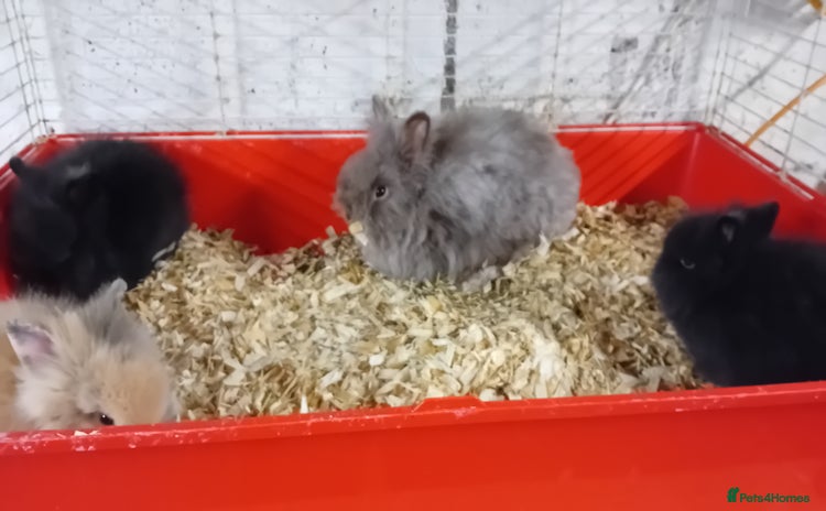 Lionhead rabbits for sale - Advert 1