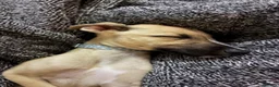 Mixed Breed dogs for sale: Bull greyhound  in Wrexham - Advert 5