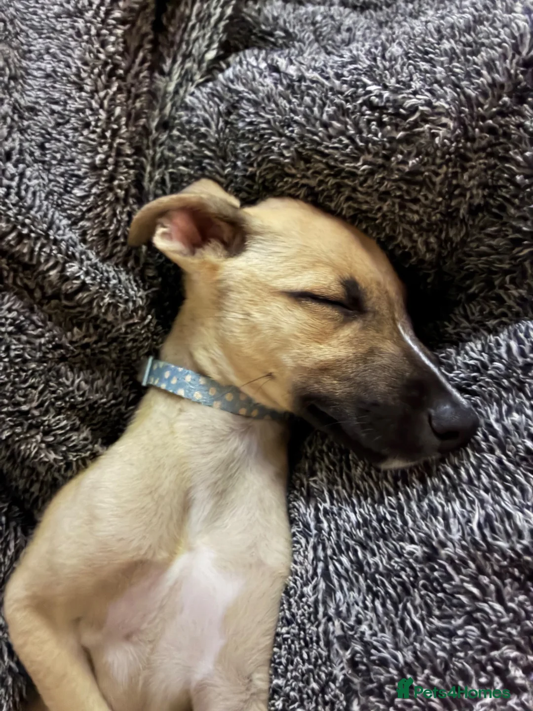 Mixed Breed dogs for sale: Bull greyhound  in Wrexham - Advert 5