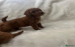 Cavapoo dogs for sale: Mixed litter of adorable cavapoo puppies - Advert 4