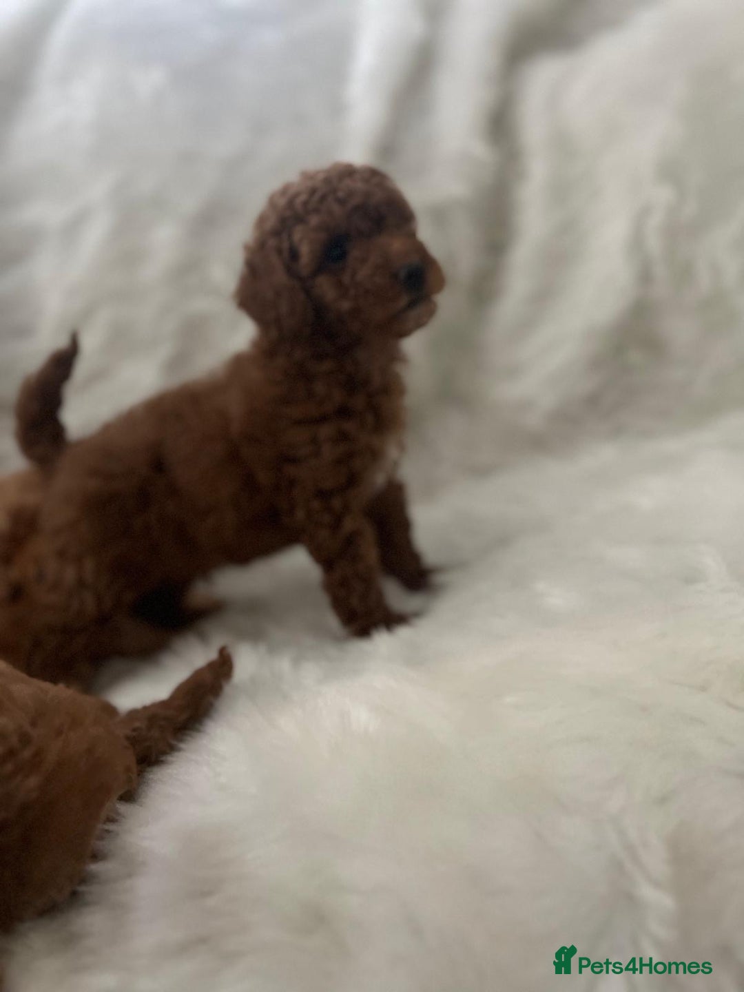 Cavapoo dogs for sale: Mixed litter of adorable cavapoo puppies - Advert 4