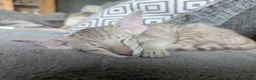 Oriental cats for sale: Friendly loving female  - Advert 3