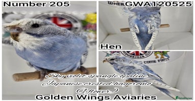 Budgerigars birds - Advert 12