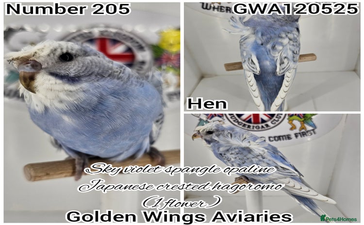 Budgerigars birds - Advert 3