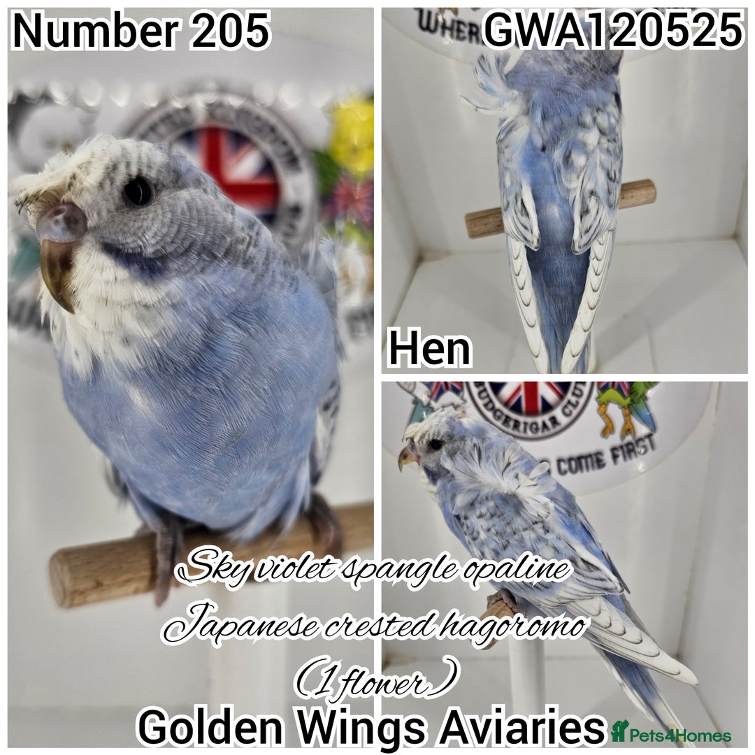 Budgerigars birds for sale: Few remaining rare type baby girl budgerigars🌸 - Image 1