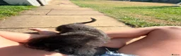Mixed Breed dogs for sale: Bedlington whippets in Bishop Auckland - Advert 26