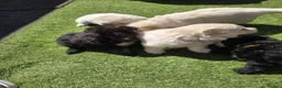 German Shepherd dogs for sale: This is a presale post for now  - Advert 6