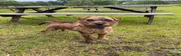 Patterdale Terrier dogs for stud: Patterdale for stud - Advert 3