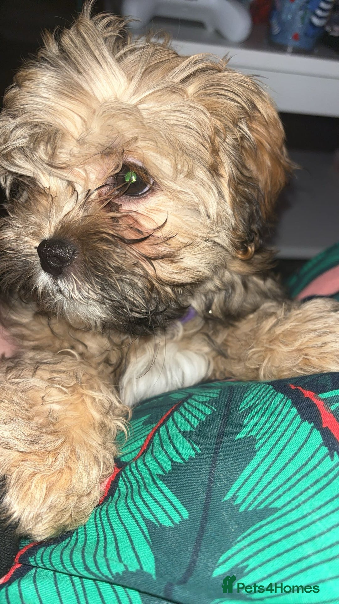Shihpoo dogs for sale: Lovely shihpoo for rehoming - Advert 4