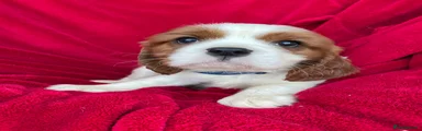 Cavalier King Charles Spaniel 2