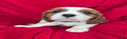 Cavalier King Charles Spaniel dogs for sale: Cavalier King Charles puppies - Advert 9