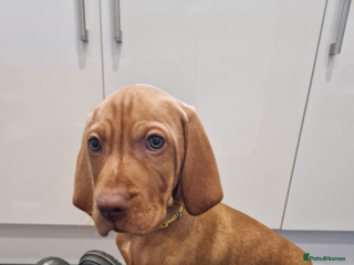 Hungarian Vizsla dogs 10 week old adorable Hungarian Vizsla Girl - Advert 6
