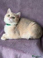 British Shorthair cats - Advert 15