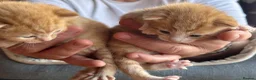 American Shorthair cats for sale: 5 beautiful kittens available  - Advert 17