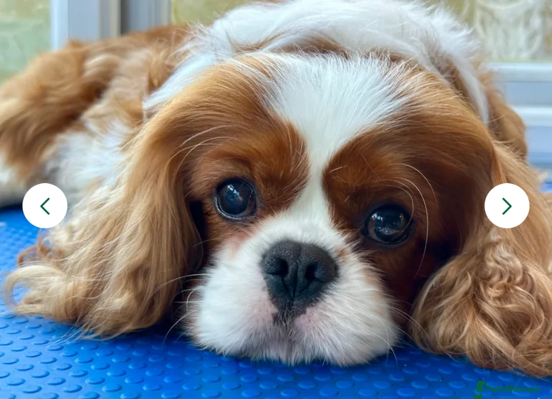 Cavalier King Charles Spaniel dogs for sale: King Charles Cavalier BOY Champion  - Advert 15