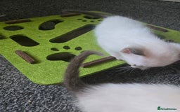 Siamese cats for sale: Beautiful 2 Havana browns and 2 C/ point siamese  - Image 15