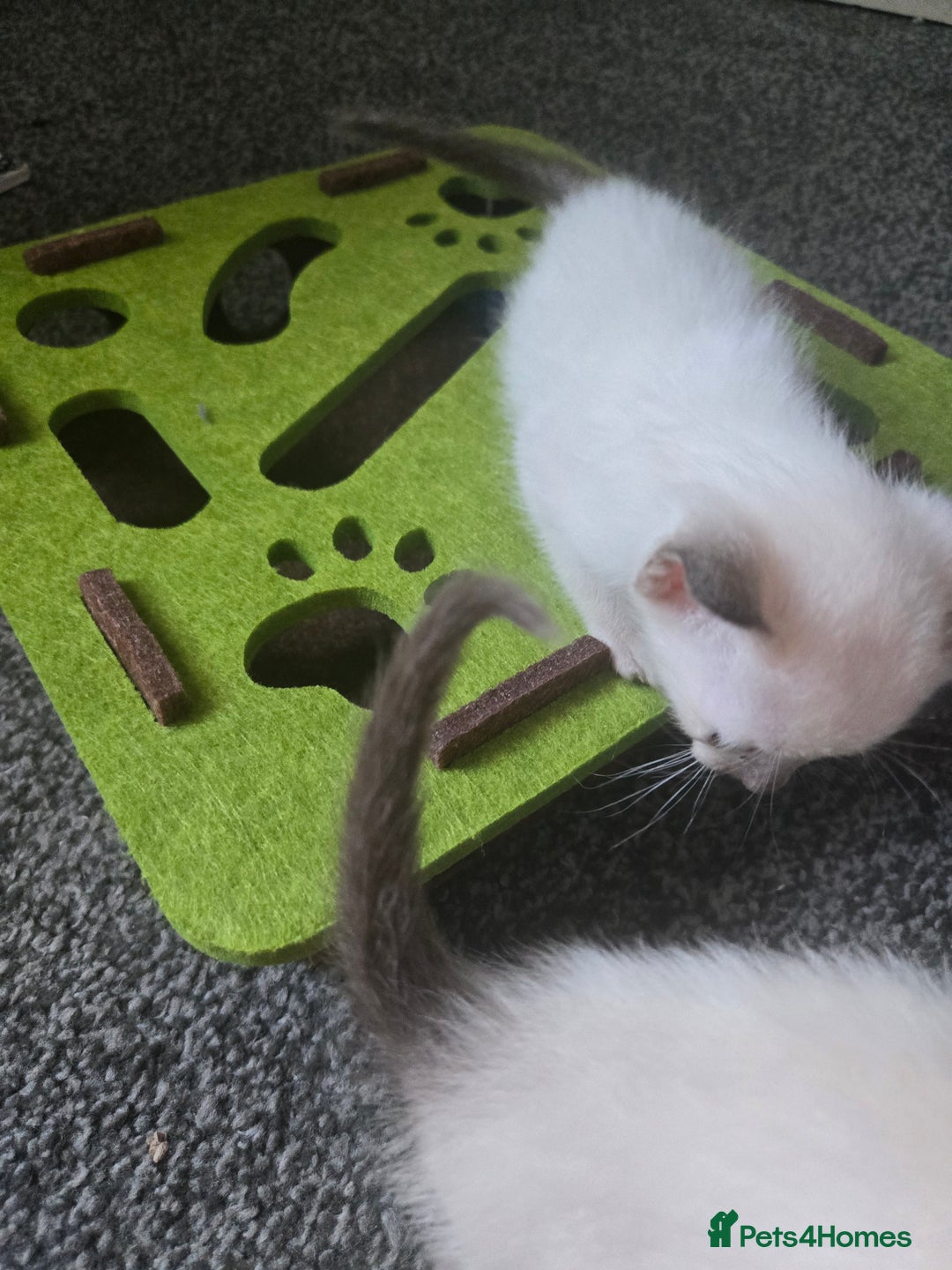 Siamese cats for sale: Beautiful 2 Havana browns and 2 C/ point siamese  - Image 15