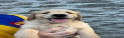 Golden Retriever dogs for sale: Gorgeous Golden Retriever Puppies  - Advert 8