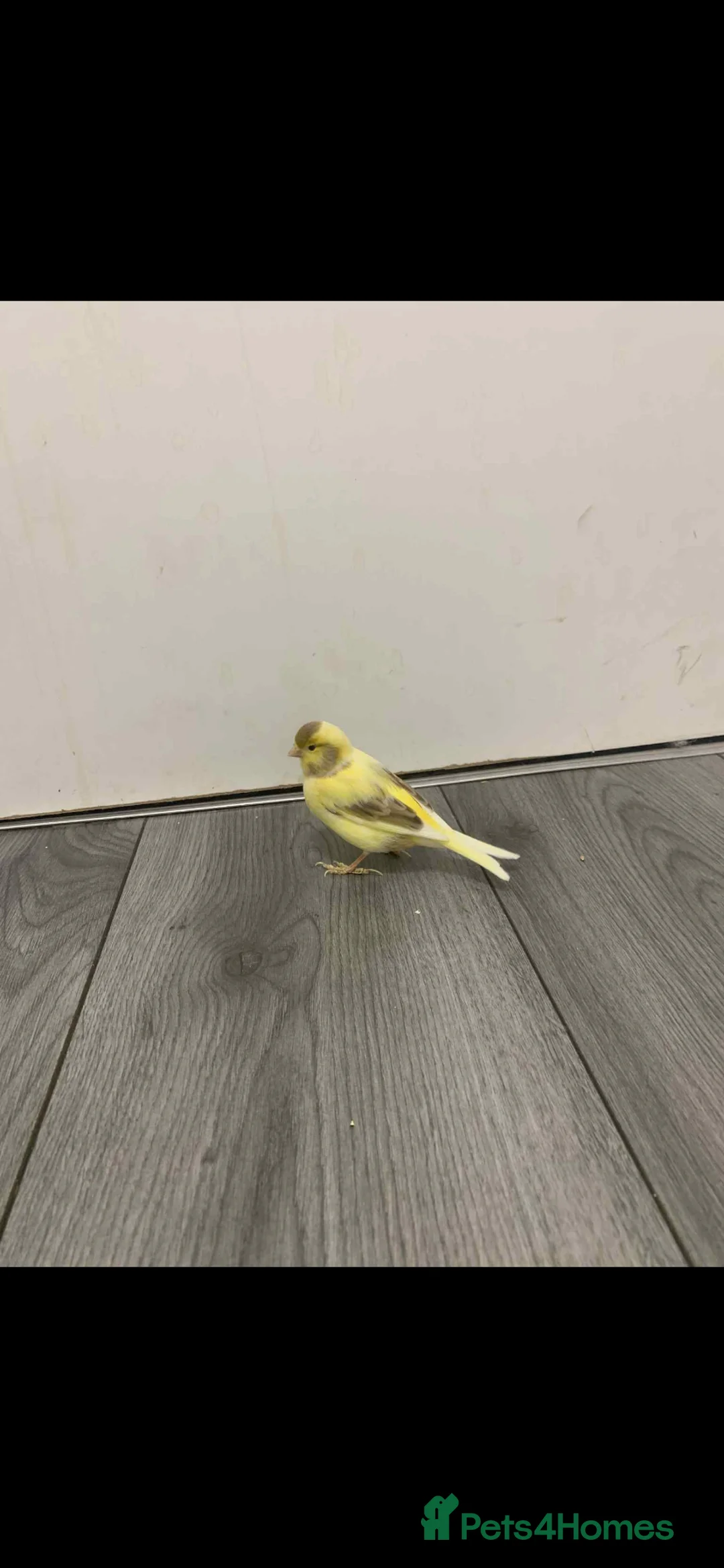 Canaries birds for sale: Fife Border Canaries  - Advert 3