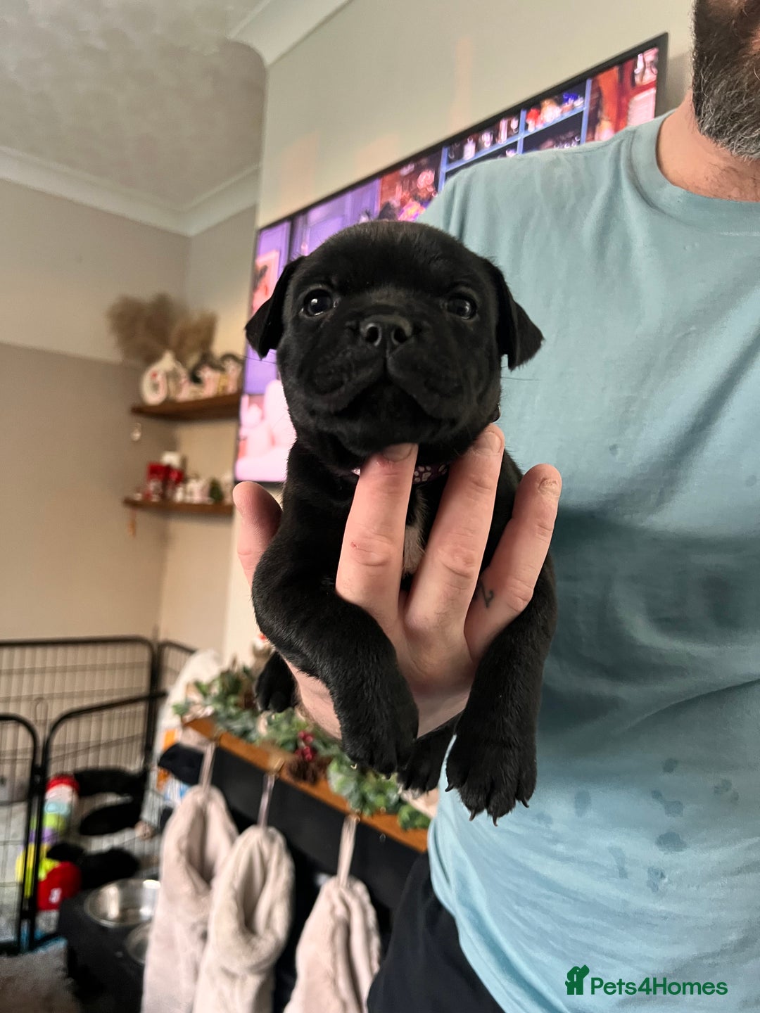 Staffordshire Bull Terrier dogs for sale: blue / black staffordshire bull terrier KC Pups - Advert 11