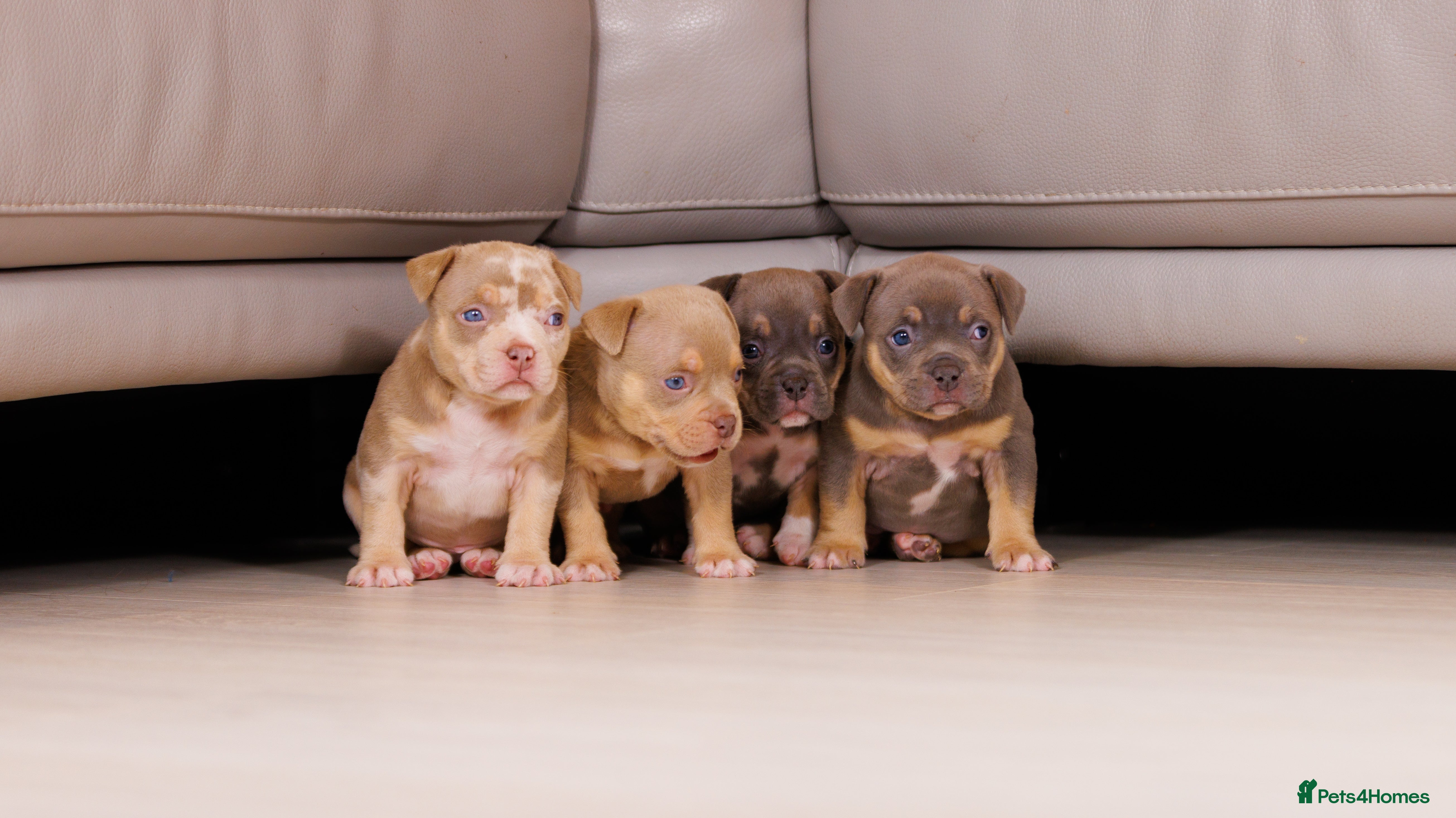 American Bully dogs Top Tier American Pocket Bullies for SALE!! - Advert 1
