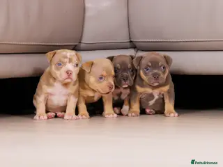 American Bully dogs Top Tier American Pocket Bullies for SALE!! - Advert 3