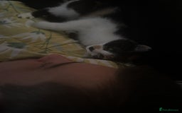 British Longhair cats for sale: Two beautiful kittens  - Image 5