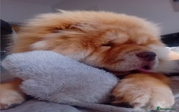 Chow Chow dogs for stud: Chowmazing  - Image 9
