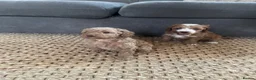 Cockapoo dogs for sale: Beautiful playful F1b cockapoos  - Advert 24