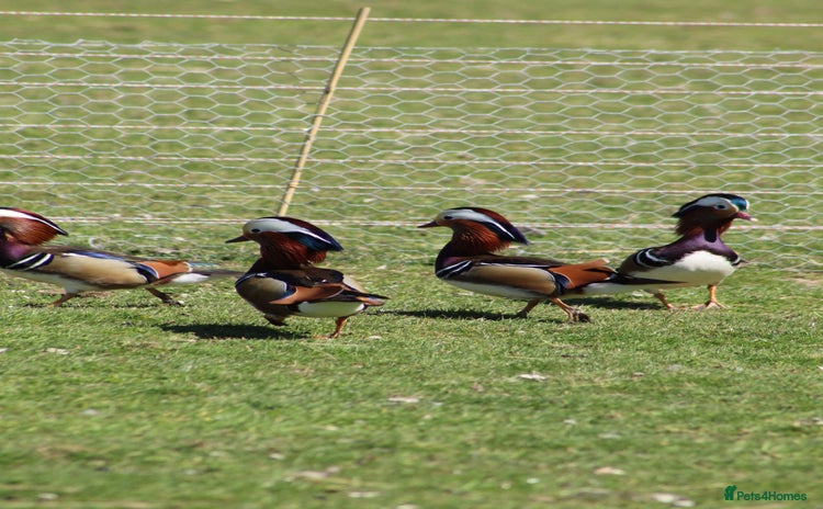 Waterfowl poultry - Advert 2