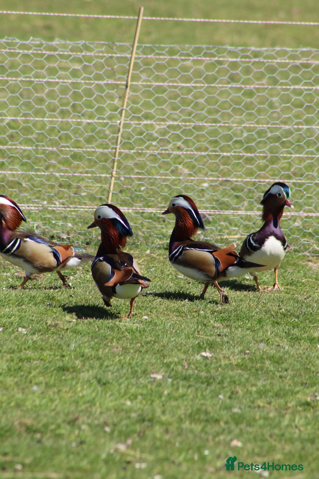Waterfowl poultry for sale: Mandarin Ducks - Image 1