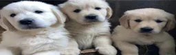 Golden Retriever dogs for sale: Top quality golden retriever puppies - Advert 2