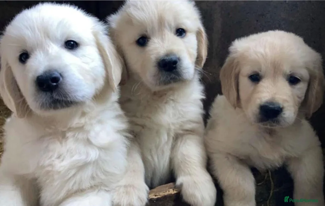 Golden Retriever dogs for sale: Top quality golden retriever puppies - Advert 2