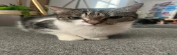 Domestic Shorthair cats for sale: Beautiful Cat needs forever home  in Hull - Advert 7