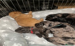 Cockapoo dogs for sale: 💫✨🐶🐾Gorgeous F1B Cockapoos🐾🐶✨💫 - Image 2