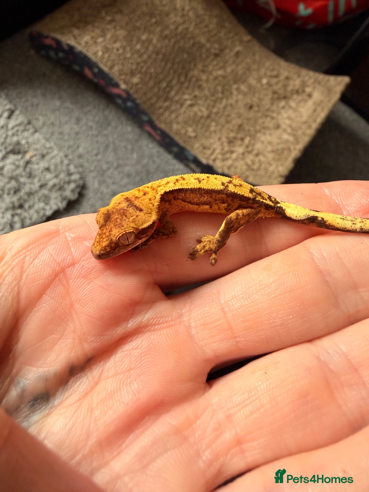 Gecko reptiles Baby crested geckos - Advert 11