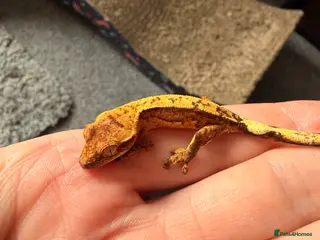 Gecko reptiles Baby crested geckos - Advert 17