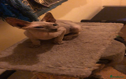 Sphynx cats for sale: I have a kitten of 4 Sphynx cat  - Image 10