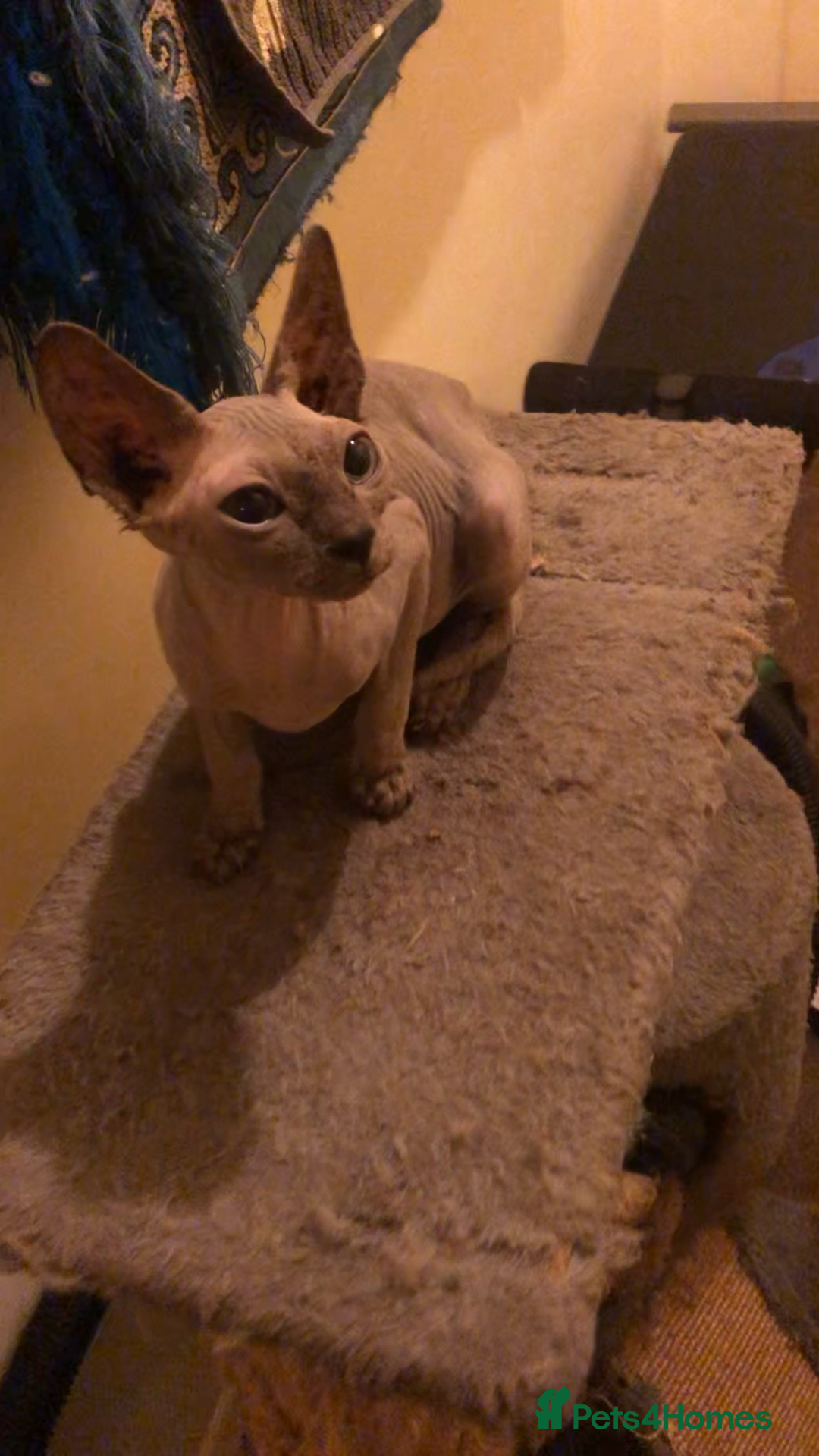Sphynx cats for sale: I have a kitten of 4 Sphynx cat  - Image 10