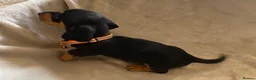 Dachshund dogs for sale: 7 beautiful puppy’s looking for a forever home.  - Advert 6