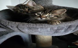 Bengal cats for sale: 2 beautiful Bengal x kittens ready for new home  - Image 5