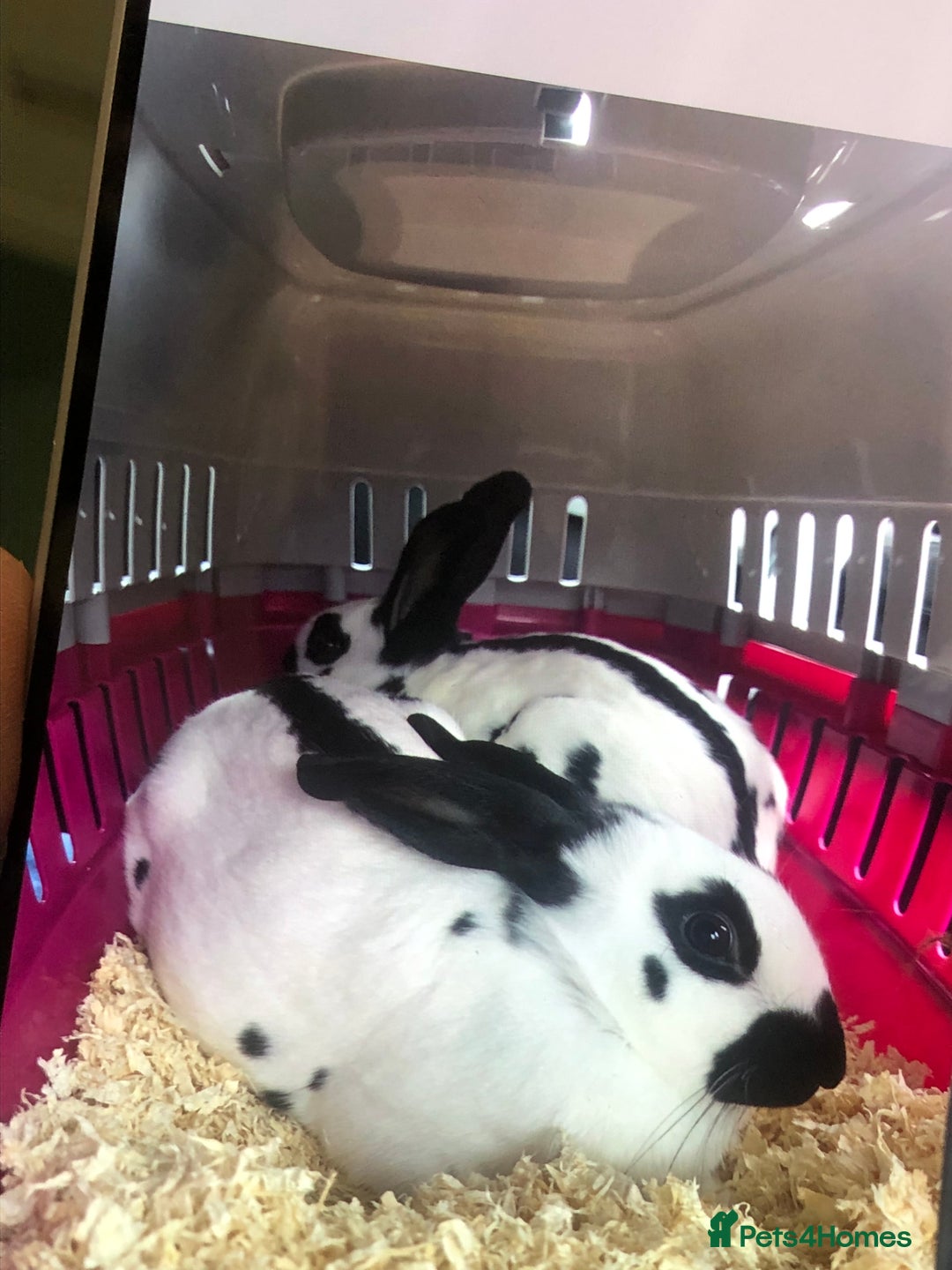 English Spot rabbits for sale: 2 female English spot rabbits - Advert 1