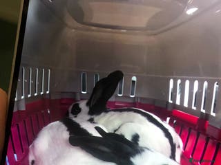 English Spot rabbits 2 female English spot rabbits - Advert 1