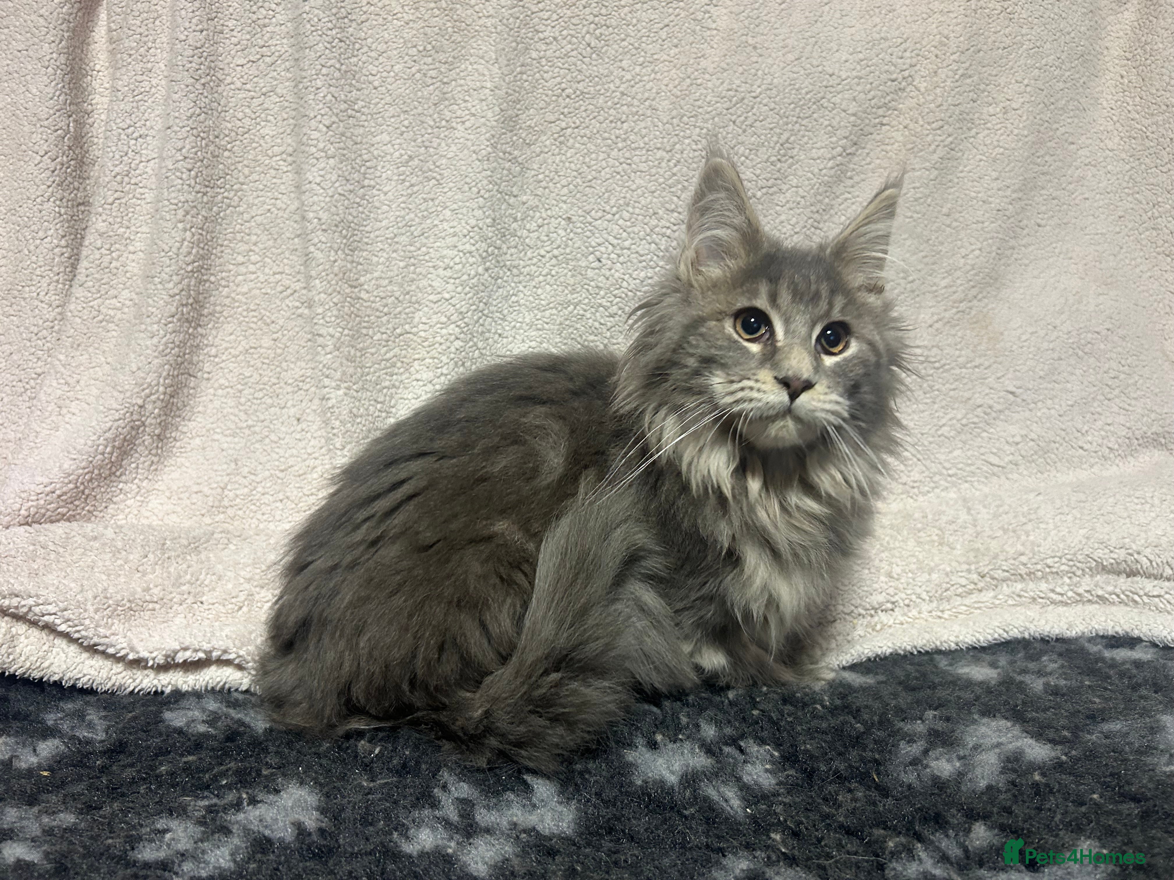 Maine Coon cats TICA Registered Maine Coon Kittens.  READY NOW  - Advert 9