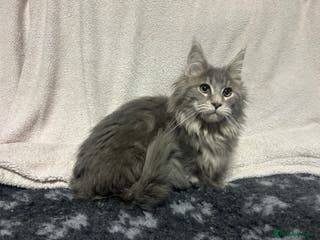 Maine Coon cats TICA Registered Maine Coon Kittens. READY NOW - Advert 14