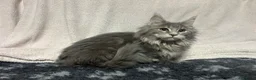 Maine Coon cats for sale: TICA Registered Maine Coon Kittens.  READY NOW  - Advert 1