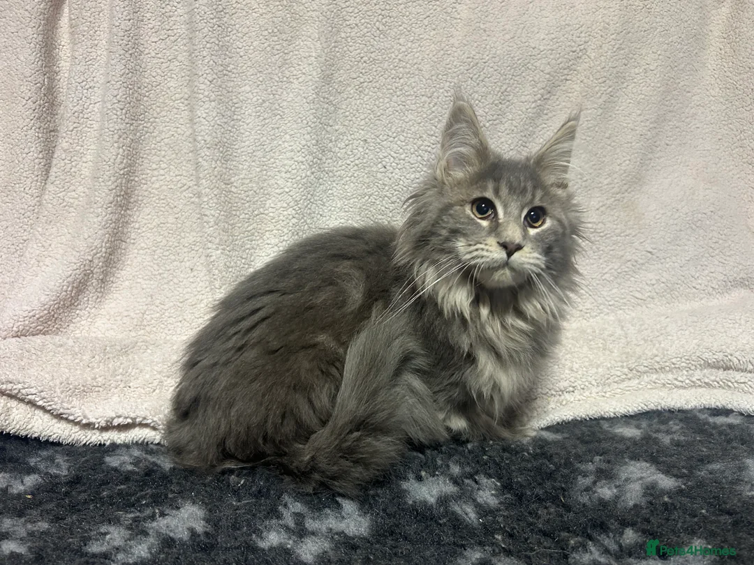 Maine Coon cats for sale: TICA Registered Maine Coon Kittens.  READY NOW  - Advert 1